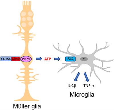 The CD40-ATP-P2X7 Receptor Pathway: Cell to Cell Cross-Talk to Promote Inflammation and Programmed Cell Death of Endothelial Cells